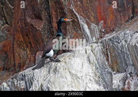 Roter Kormoran, roter Sack, violetter Sack (Phalacrocorax urile), erwachsen in einer Zuchtkolonie, USA, Alaska Stockfoto