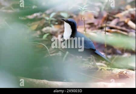 Flachland-Schiene-Babbler, Blue Jewel-Babbler (Ptilorrhoa caerulescens), sitzend auf dem Boden, Papua-Neuguinea Stockfoto