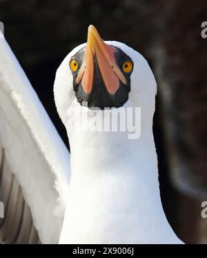 Nazca Booby (Sula dactylatra granti, Sula granti), Portraet, schaut auf, Ecuador, Galapagosinseln Stockfoto