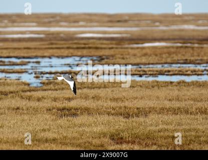 sabine's Möwe (Xema sabini), Erwachsener, der über die Tundra fliegt, USA, Alaska Stockfoto