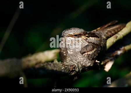 Europäische Nachtkanne (Caprimulgus europaeus), Rasting, Niederlande, Südholland Stockfoto