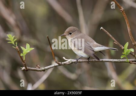 Rotbrust Fliegenfänger (Ficedula parva), erster Winter im Wintergefieder, Niederlande, Süd-Holland, Maasvlakte Stockfoto