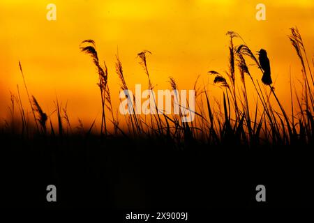 Großer Schilfwurbel (Acrocephalus arundinaceus), Männchen sitzt im Schilf bei Sonnenuntergang und singt, Niederlande, Süd-Holland Stockfoto