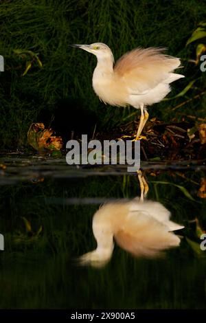 Squacco Reiher (Ardeola ralloides), steht am Ufer, Niederlande, Südholland, Berkel en Rodenrijs Stockfoto