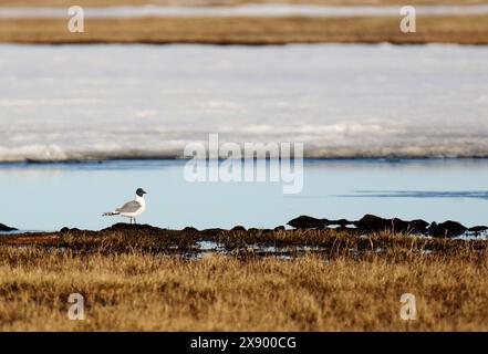 sabine's Möwe (Xema sabini), erwachsen am Ufer in Tundra, USA, Alaska Stockfoto