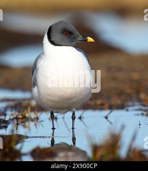 sabine's Möwe (Xema sabini), erwachsen am Ufer in Tundra, USA, Alaska Stockfoto