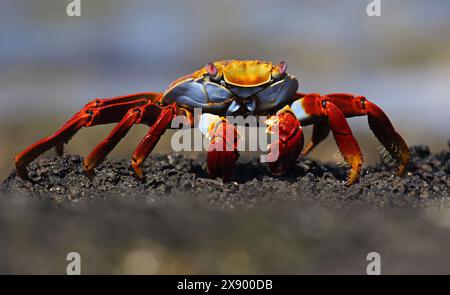 Sally lightfoot Krabbe, melierte Uferkrabbe (Grapsus grapsus), PN Lava, Ecuador, Galapagos Inseln Stockfoto