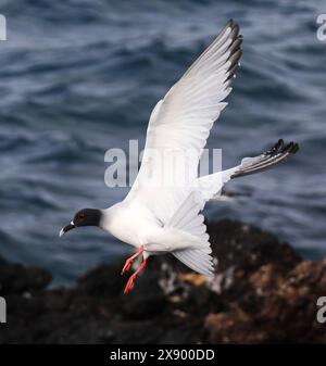 Schwalbenschwanzmöwe (Creagrus furcatus), Landung am felsigen Ufer, Ecuador, Galapagos Inseln Stockfoto