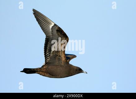 Parasit Jaeger, Arctic Skua, Parasit Skua (Stercorarius parasiticus), dunkle Morph erster Winter parasit Jaeger im Flug, Spanien Stockfoto