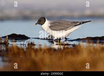 sabine's Möwe (Xema sabini), erwachsen am Ufer in Tundra, USA, Alaska Stockfoto