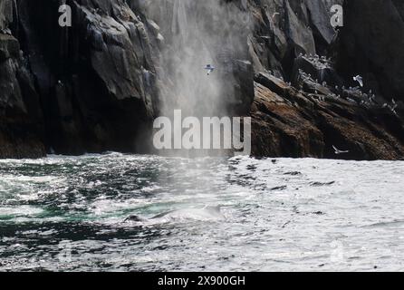 Buckelwal (Megaptera novaeangliae), schwimmt vor der Küste in Alaska, USA, Alaska Stockfoto