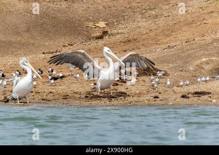 Pinkfarbener Pelikan (Pelecanus rufescens), am Ufer mit afrikanischen Skimmern und überwinterenden Weißflügelteeren, Uganda Stockfoto