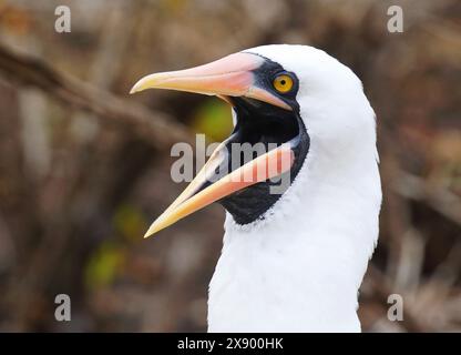 Nazca Booby (Sula dactylatra granti, Sula granti), Porträt, Gähnen, Ecuador, Galapagosinseln Stockfoto