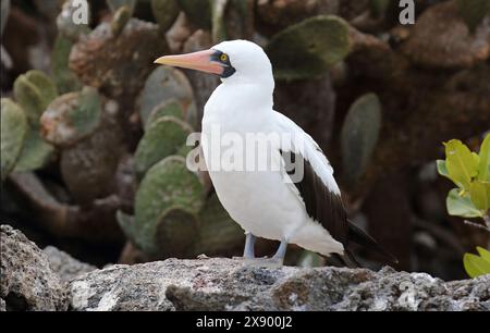 Nazca Booby (Sula dactylatra granti, Sula granti), Erwachsener sitzt auf Küstenfelsen, Ecuador, Galapagos Inseln Stockfoto