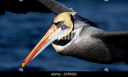 Peruanischer Pelikan (Pelecanus thagus), im Flug vor der Küste, Porträt, Chile Stockfoto