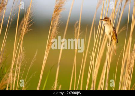 Großer Schilfkühner (Acrocephalus arundinaceus), Barsche singen im Schilf, Seitenansicht, Niederlande Stockfoto