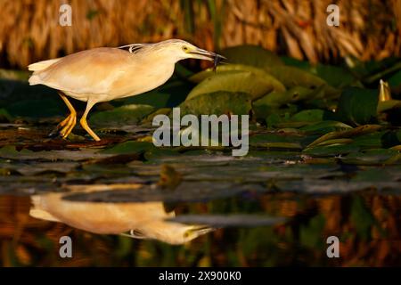 Räucherreiher (Ardeola ralloides), Jagd im Wasser, Niederlande, Südholland, Berkel en Rodenrijs Stockfoto