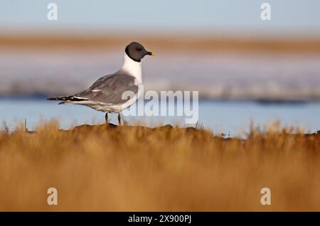 sabine's Möwe (Xema sabini), erwachsen am Ufer in Tundra, USA, Alaska Stockfoto