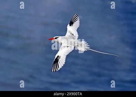 Rotschnabelvogel (Phaethon aethereus), im Flug über das Meer, Ecuador, Galapagos-Inseln Stockfoto