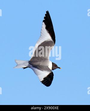 sabine-Möwe (Xema sabini), Erwachsener im Flug, USA, Alaska Stockfoto