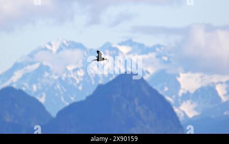 Getuftete Papageientaucher (Fratercula cirrhata, Lunda cirrhata), Erwachsener, der vor der atemberaubenden malerischen Berglandschaft fliegt, USA, Alaska Stockfoto