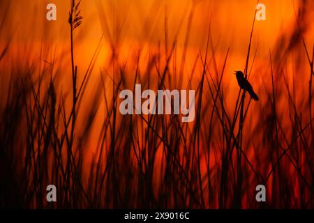 savi's Grumbler (Locustella luscinioides), männlicher Gesang im Schilf bei Sonnenaufgang, Niederlande, Südholland, Rottemeren Stockfoto