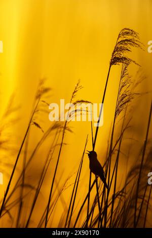 savi's Grumbler (Locustella luscinioides), männlicher Gesang im Schilf bei Sonnenaufgang, Niederlande, Südholland, Rottemeren Stockfoto