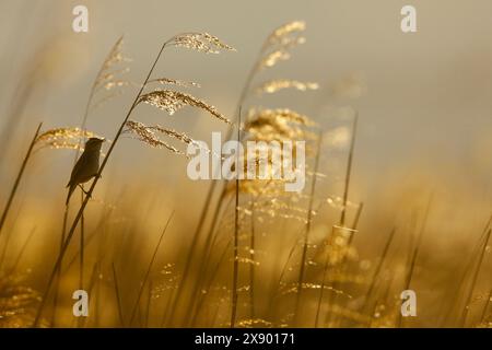Seggenkraut (Acrocephalus schoenobaenus), Männchen sitzt im Schilf und singt im Morgenlicht, Niederlande, Südholland, Rottemeren Stockfoto