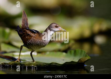 Kleine Crake (Porzana parva, Zapornia parva), steht auf einem schwimmenden Blatt im Wasser, Niederlande, Südholland Stockfoto