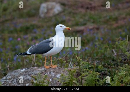 Kleine schwarze Rückenmöwe larus fuscus, dunkelgraue Flügel schwarze Flügelspitzen weißer Kopf und Unterseite großer gelber Schnabel mit rotem Fleck an der Spitze gelbliche Beine Stockfoto