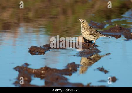 Felsenpipit anthus petrosus, ein Küstenvogel graubraune Oberteile blasscremegrau dunkel gestreifte Unterteile schmaler Spitzschnabel im späten Frühjahr Großbritannien Stockfoto