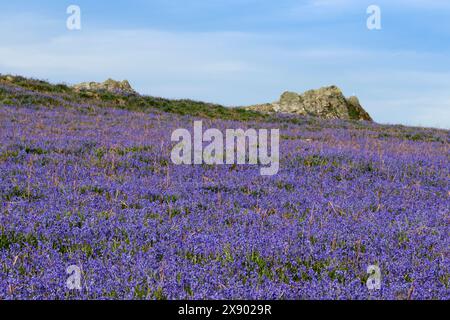 Skomer Insellandschaft im Spätfrühling Blauglocken „hyacinthoides non scripta“ auf felsigen Hängen, Reihe blauer glockenförmiger Blumen auf einer Seite des Einstiels Stockfoto