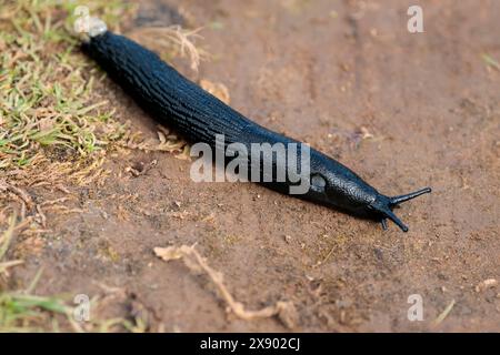 Schwarze Schnecke arion ater, große terrestrische Gastropodenmuschel oder runde Rückenmuschel mit langen groben Tuberkeln an den Seiten und am Rücken zeigt ein offenes Atemloch Stockfoto