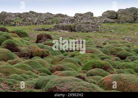 Skomer Island ungewöhnliche erhöhte moosbedeckte Hügel in der alten Steinmauer im Vordergrund in der Hintergrundlandschaft in der späten Frühlingssaison Stockfoto