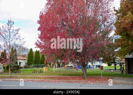 Walcha, kleine australische Stadt im nördlichen tablelands-Gebiet von New South Wales, McHattan Park und Grünflächen im Stadtzentrum, NSW, Australien Stockfoto