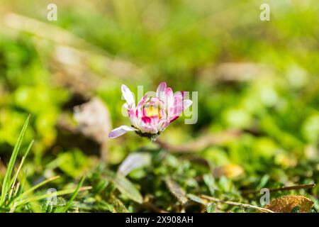 Lila und weiße Gänseblümchenblüte auf einem Stiel auf einem verschwommenen grünen Grashintergrund, botanische Makrofotografie Stockfoto