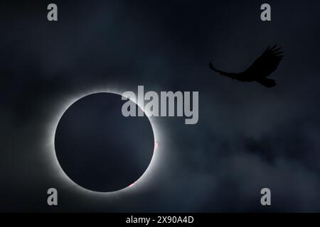Sonnenfinsternis mit Vogel im Himmel, Erie Pennsylvania Stockfoto