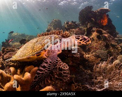 Die vom Aussterben bedrohte Karettschildkröte Eretmochelys imbricata am Riff des Komodo-Nationalparks in Indonesien Stockfoto