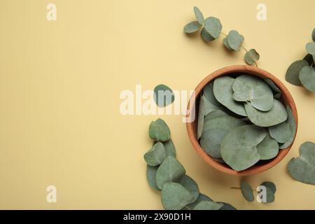 Hölzerne Schale Eukalyptus, ein Bündel frischer Eukalyptuszweige auf beigem Hintergrund. Natürliche organische Inhaltsstoffe für Kosmetik, Hautpflege, Körperbehandlung Stockfoto