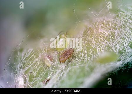 Extremes Makrofoto von kleinen Pflaumenläusen, einem häufigen Schädling von Zimmerpflanzen (Hyalopterus pruni) Stockfoto