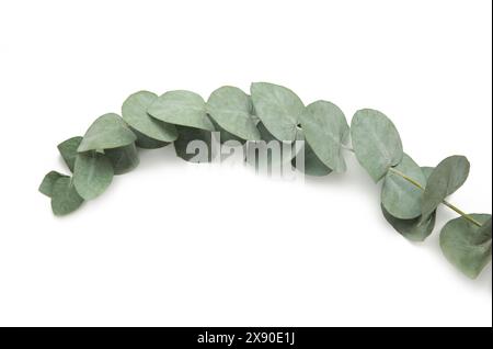 Grüne Blätter Eukalyptus isoliert auf weißem Hintergrund. Draufsicht Stockfoto