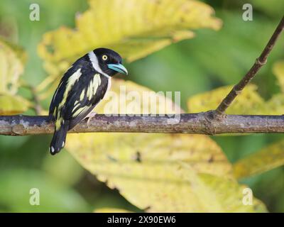 Schwarzer und gelber Rundschnabel Eurylaimus ochromalus Sabah, Malaysia, Borneo, Südostasien BI040292 Stockfoto