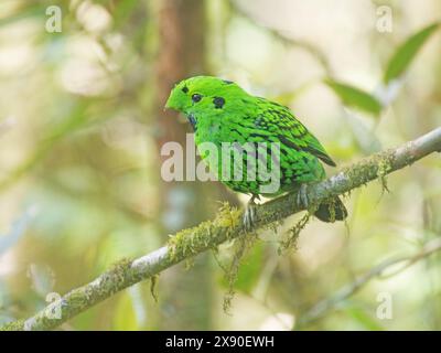 Whitehead's Broadbill Calyptomena whiteheadi Sabah, Malaysia, Borneo, SE Asia BI040316 Stockfoto