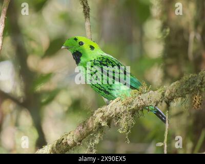 Whitehead's Broadbill Calyptomena whiteheadi Sabah, Malaysia, Borneo, SE Asia BI040324 Stockfoto