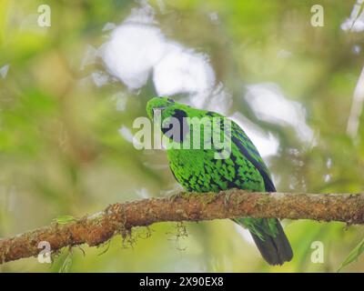 Whitehead's Broadbill Calyptomena whiteheadi Sabah, Malaysia, Borneo, SE Asia BI040327 Stockfoto