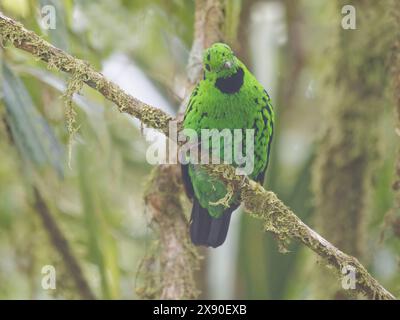 Whitehead's Broadbill Calyptomena whiteheadi Sabah, Malaysia, Borneo, SE Asia BI040332 Stockfoto