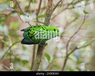 Whitehead's Broadbill Calyptomena whiteheadi Sabah, Malaysia, Borneo, SE Asia BI040343 Stockfoto