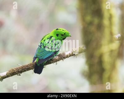 Whitehead's Broadbill Calyptomena whiteheadi Sabah, Malaysia, Borneo, SE Asia BI040344 Stockfoto