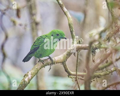 Whitehead's Broadbill Calyptomena whiteheadi Sabah, Malaysia, Borneo, SE Asia BI040347 Stockfoto