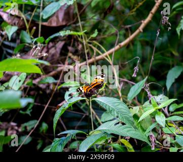 Nahaufnahme von Harmonia Tiger Schmetterling (Tithorea harmonia) Stockfoto